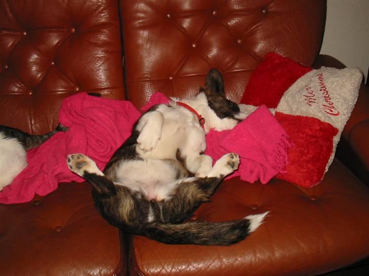 Welsh corgi cardigan Born to be Blonde Gaucho  - Yndlingsposition i sofaen billede 6