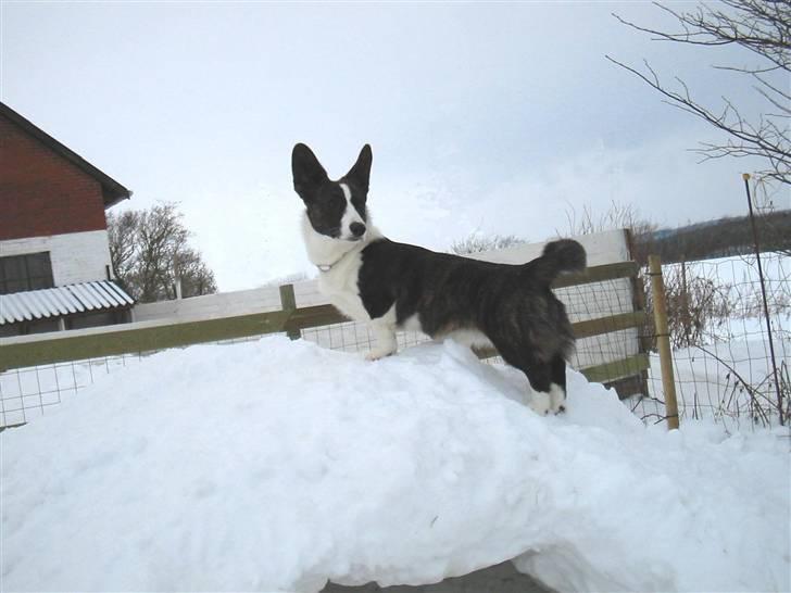 Welsh corgi cardigan Born to be Blonde Gaucho  - Taget kan godt holde billede 8
