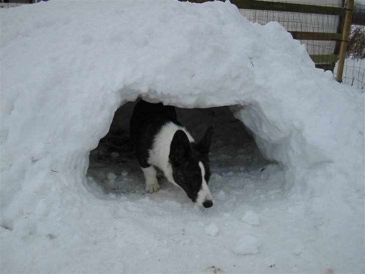 Welsh corgi cardigan Born to be Blonde Gaucho  - "Den er lige lille nok" billede 9