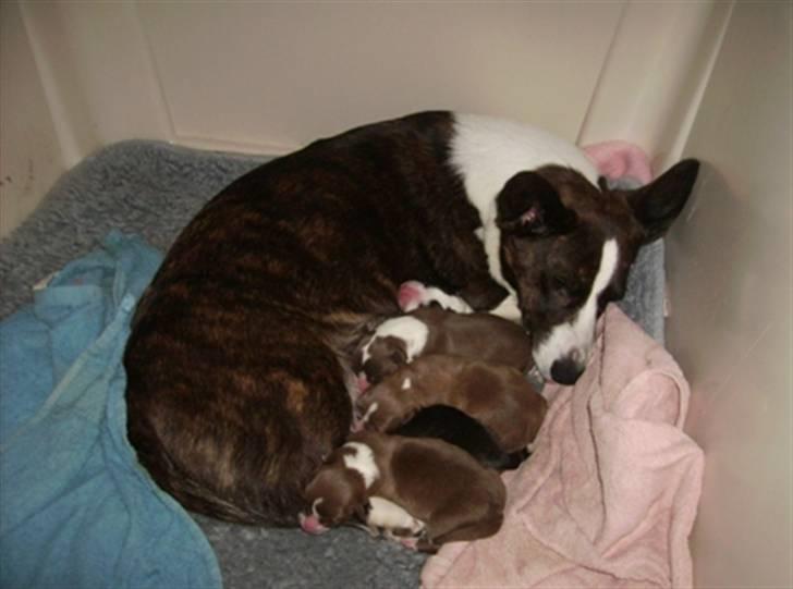 Welsh corgi cardigan Born to be Blonde Gaucho  - Nye børn født jan. 2010 billede 10
