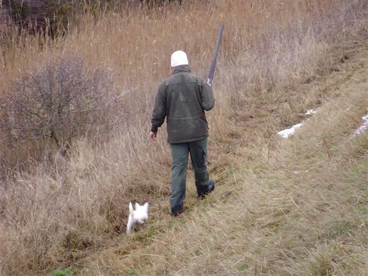 West highland white terrier Whisky - med far på jagt. Det gælder om at være stille og holde et vågent øje -årh de korte ben har lidt svært ved at komme helt op over græsset.. smiler billede 2
