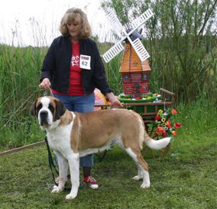 Sankt bernhardshund Zoomorf's Elvira Madigan - WUSB 2006 i Holland billede 1