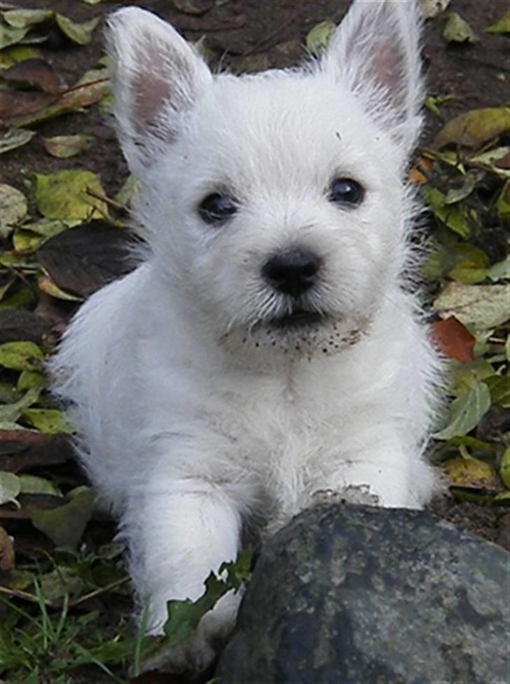 West highland white terrier Whisky billede 3