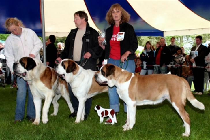 Sankt bernhardshund Zoomorf's Elvira Madigan - Her med i bedste opdr klasse 2006 billede 2