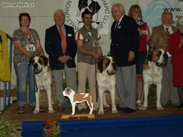 Sankt bernhardshund Zoomorf's Elvira Madigan - Hendes tre børn - bedste opdrætterklasse i 2009 billede 3