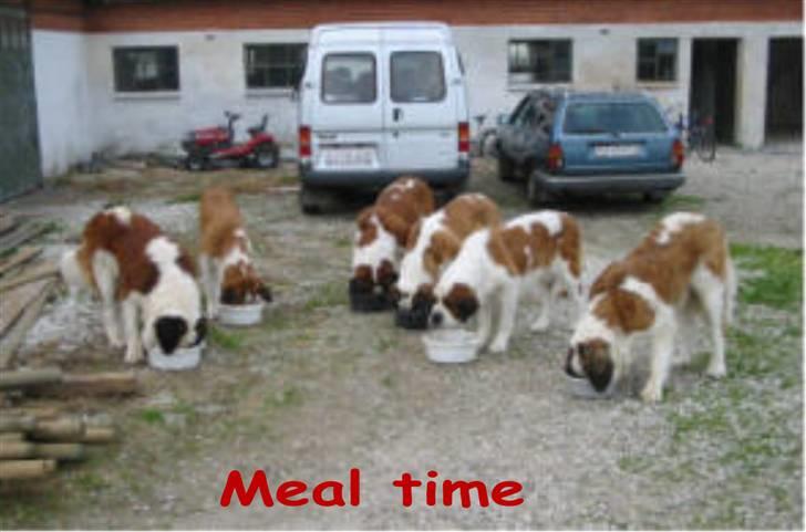 Sankt bernhardshund Zoomorf's Elvira Madigan - Spisetid sammen med resten billede 4