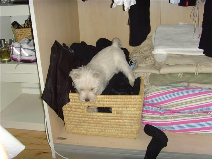 West highland white terrier Whisky - Der er intet som at hente sokker i skabet. Det er simpelt hen bare det bedste:) billede 4