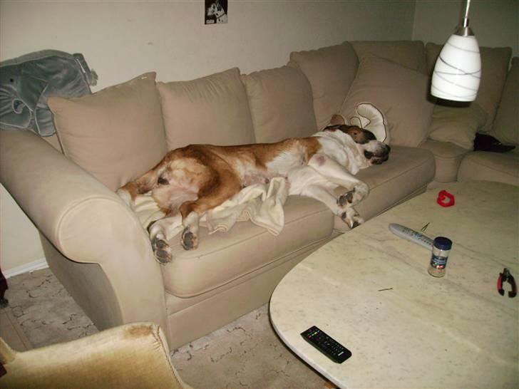 Sankt bernhardshund Zoomorf's Elvira Madigan - Jeg tog lige sofaen i nat - den var jo ledig.... billede 5