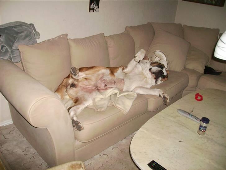 Sankt bernhardshund Zoomorf's Elvira Madigan - Det var ikke meningen du skulle opdage det, men krads mig endelig på maven. billede 6