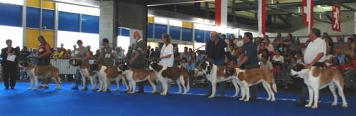 Sankt bernhardshund Zoomorf's Elvira Madigan - Familiefoto - Elvira med fire børn og tre børnebørn billede 7