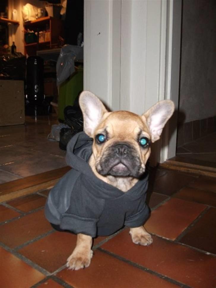Fransk bulldog Alberte - Er jeg ikke fin i min nye jakke? billede 1