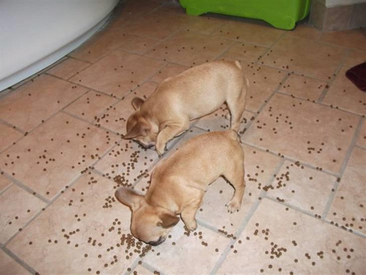 Fransk bulldog Alberte - Her spiser jeg og min søster billede 2