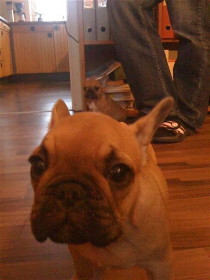 Fransk bulldog Alberte - Hva´ er det? :) billede 3