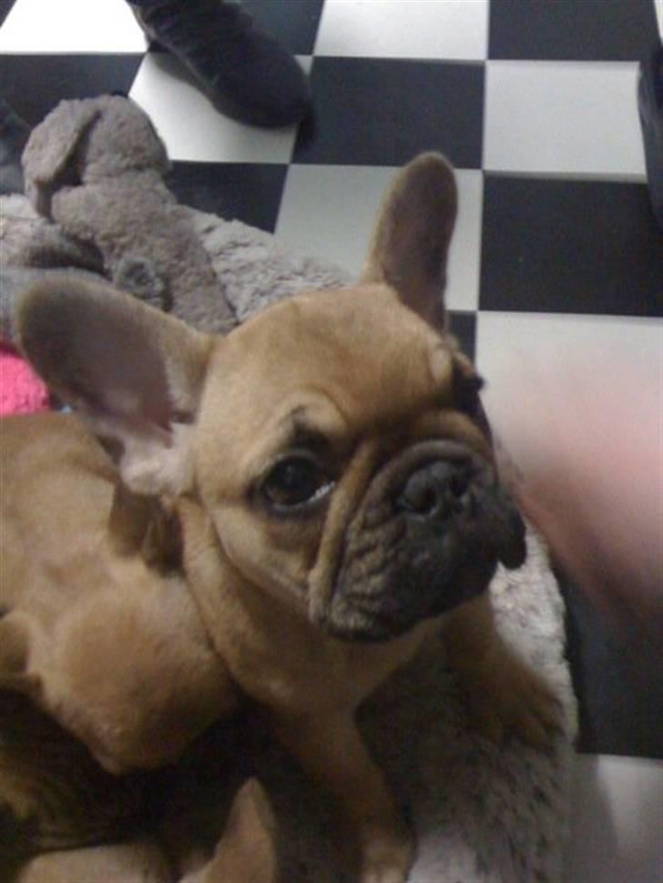 Fransk bulldog Alberte - Her sammen med mine brødre og søstre billede 4