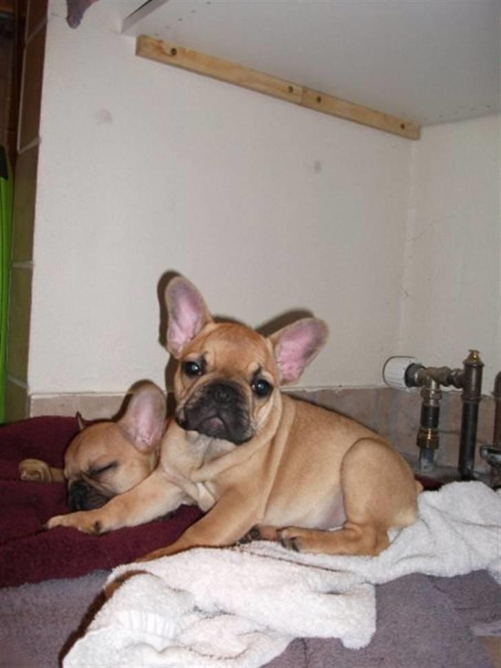 Fransk bulldog Alberte - Hvem er du? billede 5