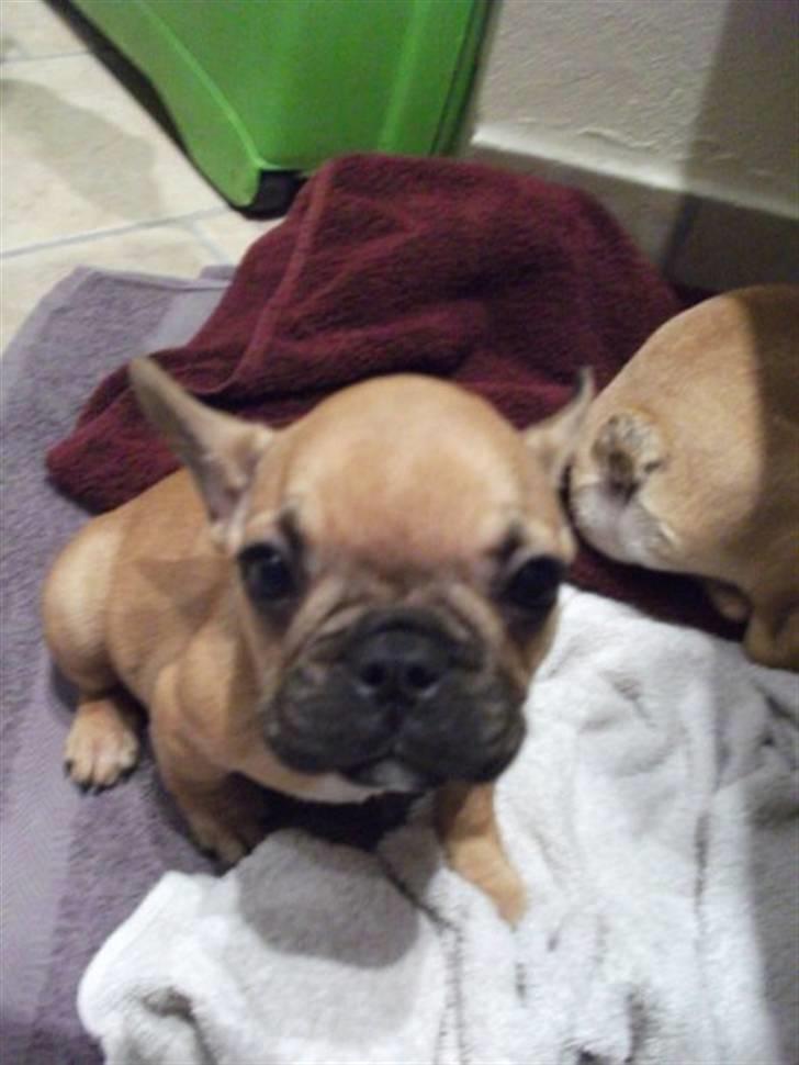 Fransk bulldog Alberte - Heeeeeej :) billede 6