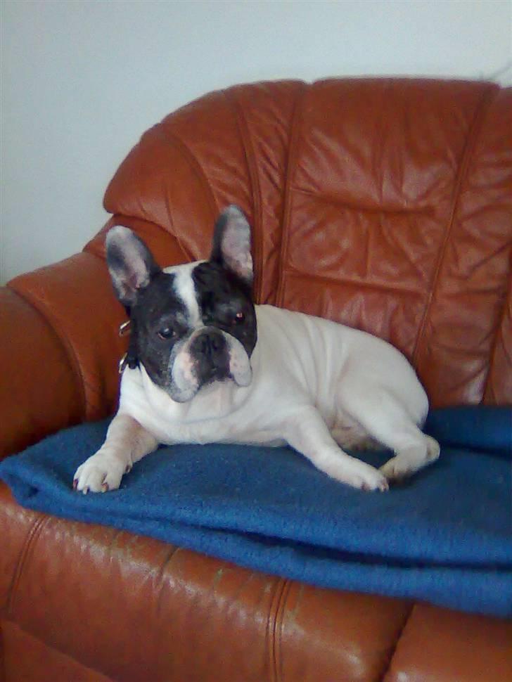 Fransk bulldog Tjavs *Himmelprins* - Min sidste dag, billedet er taget, inden dyrelægen kom hjem og sendte mig i himlen, her har jeg det godt :) billede 1