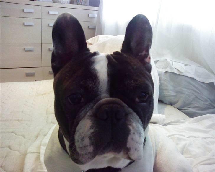 Fransk bulldog Tjavs *Himmelprins* billede 2