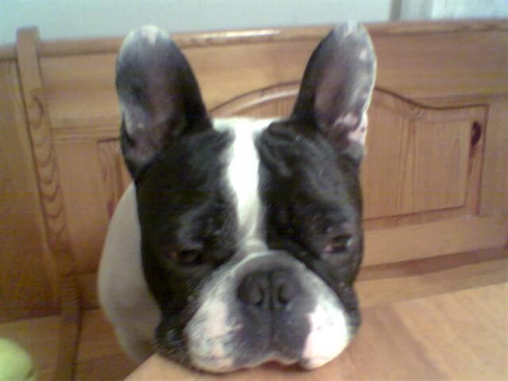 Fransk bulldog Tjavs *Himmelprins* billede 3