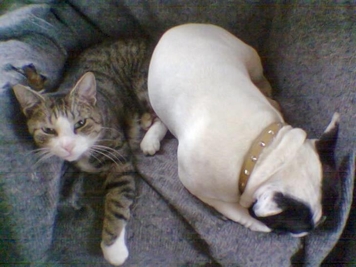 Fransk bulldog Tjavs *Himmelprins* - Putter lige med katten :) billede 4