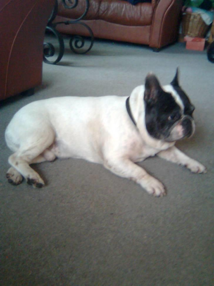 Fransk bulldog Tjavs *Himmelprins* billede 5