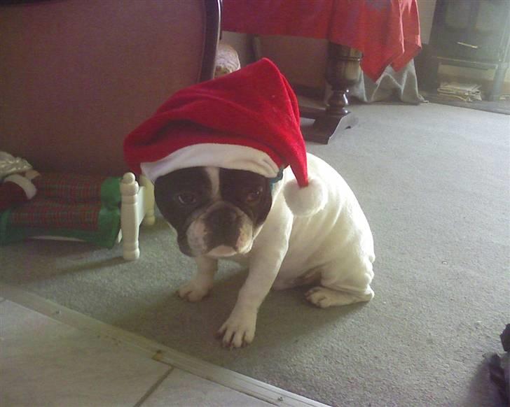 Fransk bulldog Tjavs *Himmelprins* - så blev det jul, med pebernødder i kræmmerhusene på juletræet, (de kan spises) :) billede 6