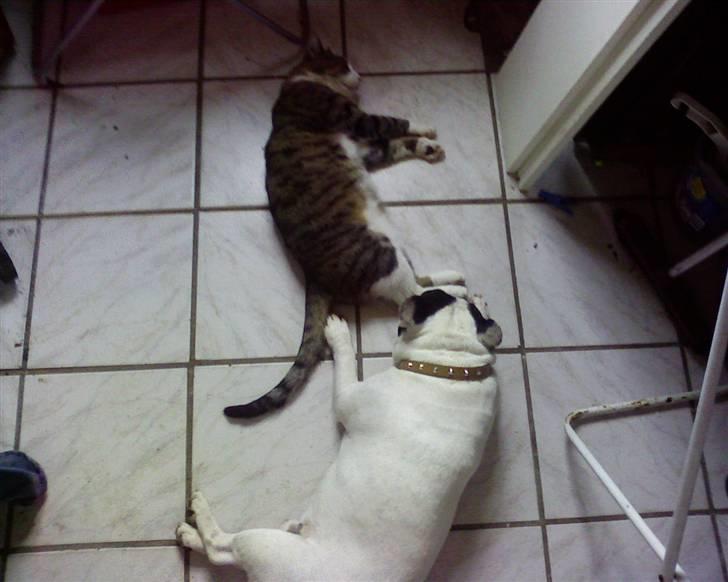 Fransk bulldog Tjavs *Himmelprins* - Putter igen :) billede 7