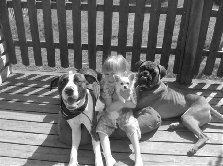 Chihuahua Olympia (død 2022) billede 15