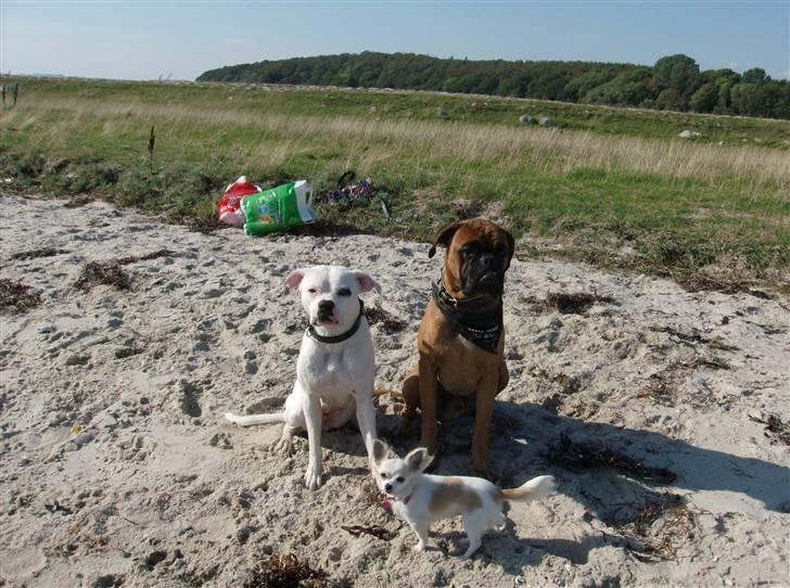 Chihuahua Olympia (død 2022) billede 16