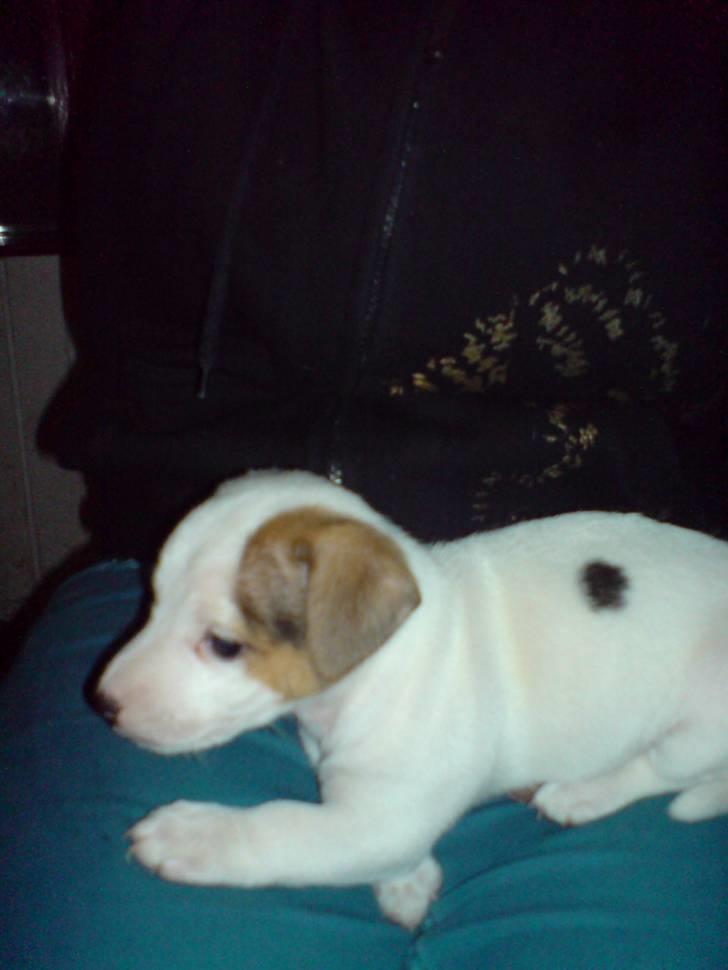 Jack russell terrier Kiwie - Min lille Kiwie på 5 uger billede 1