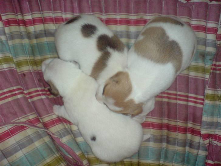 Jack russell terrier Kiwie - Kiwie og hendes to brøder(2uger) billede 2