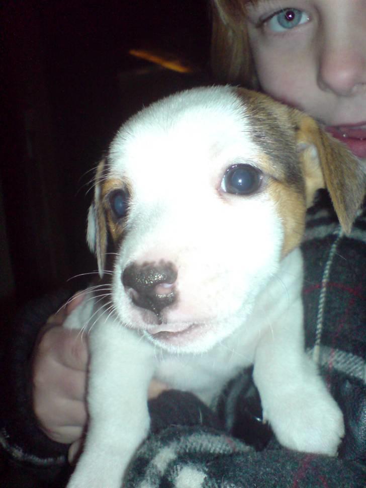 Jack russell terrier Kiwie - Er hun ikk bare smuk(5uger) billede 3