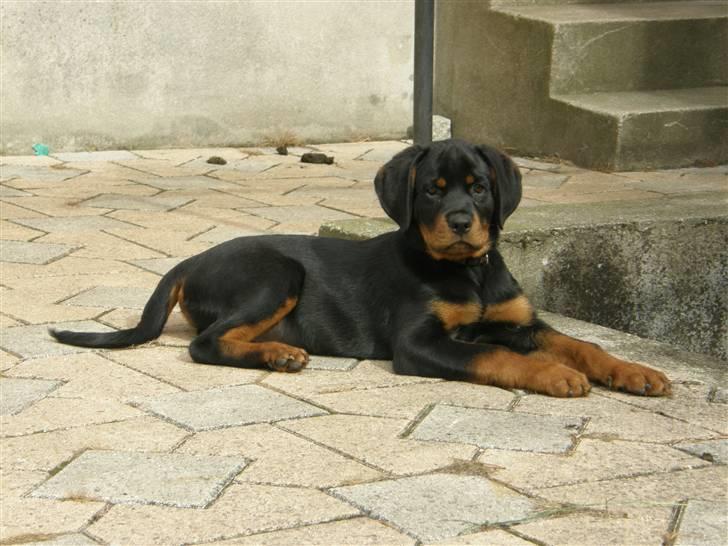 Rottweiler Aslan billede 1