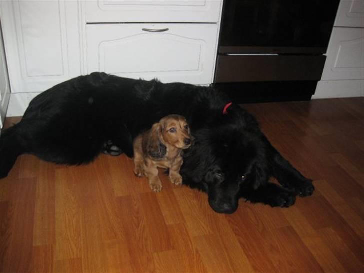 Newfoundlænder Candy billede 2