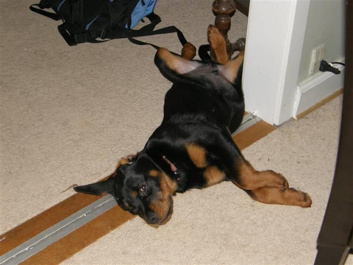 Rottweiler Aslan billede 2