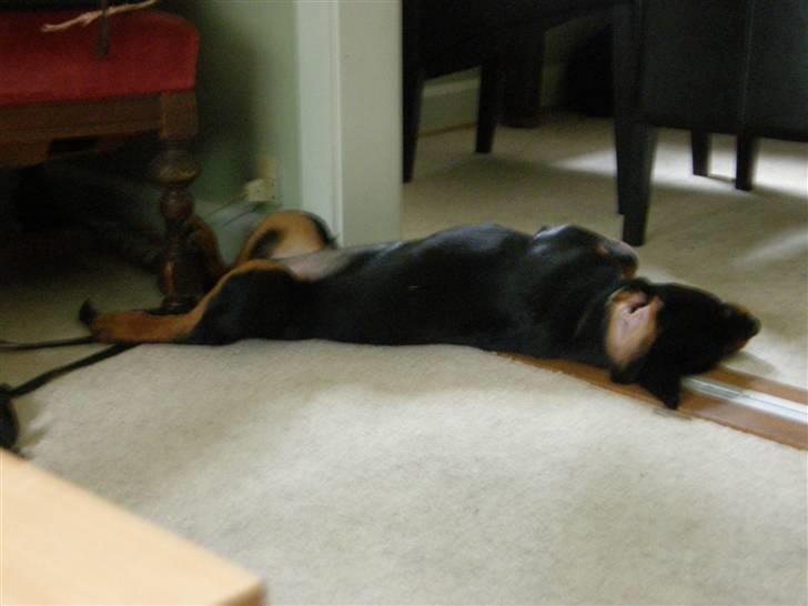 Rottweiler Aslan billede 3