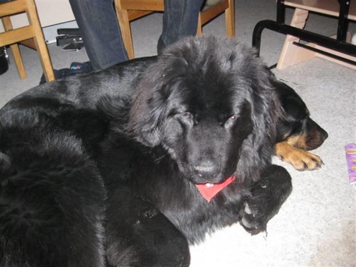 Newfoundlænder Candy billede 3