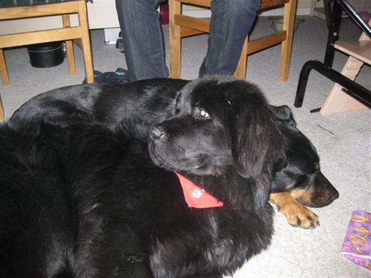 Newfoundlænder Candy billede 4