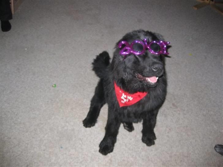 Newfoundlænder Candy billede 5