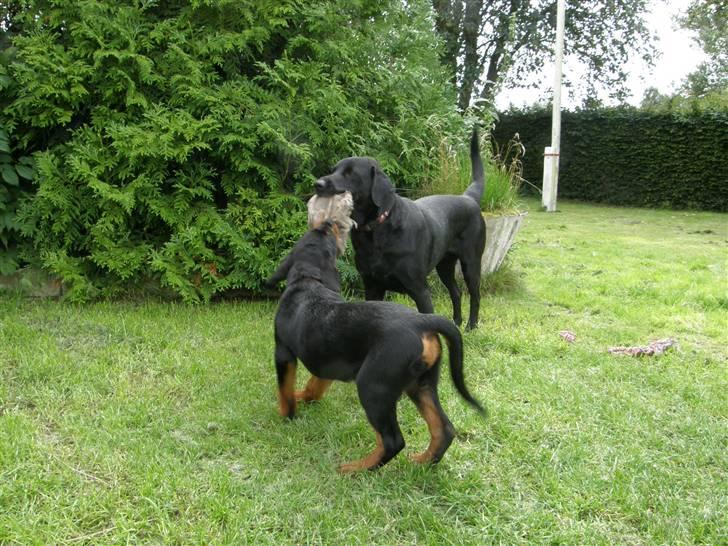 Rottweiler Aslan billede 5
