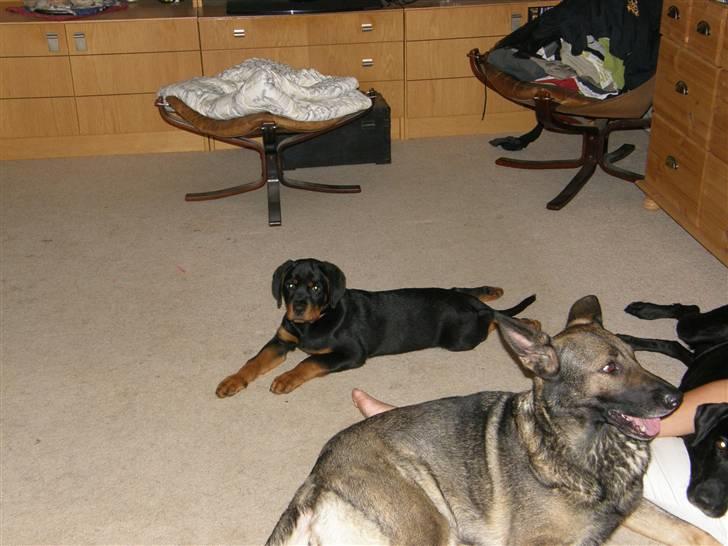 Rottweiler Aslan billede 7