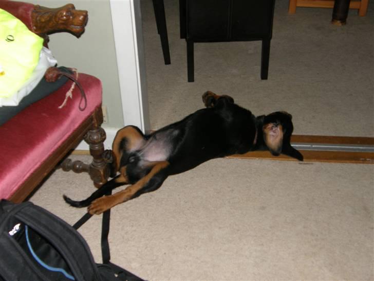 Rottweiler Aslan billede 8