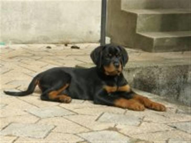 Rottweiler Aslan billede 10