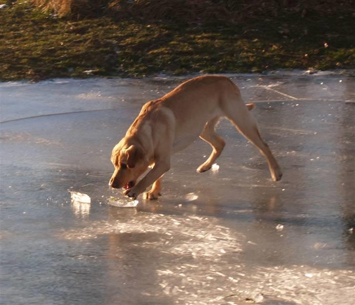 Blanding af racer Luckie - Haha, kom nu Luckie, fang isklumpen ^^ billede 18