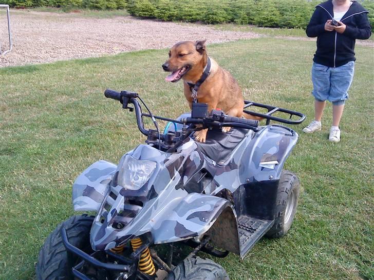 Blanding af racer Bamse - Ude og k&#248;re med de sk&#248;re.... hi hi billede 4