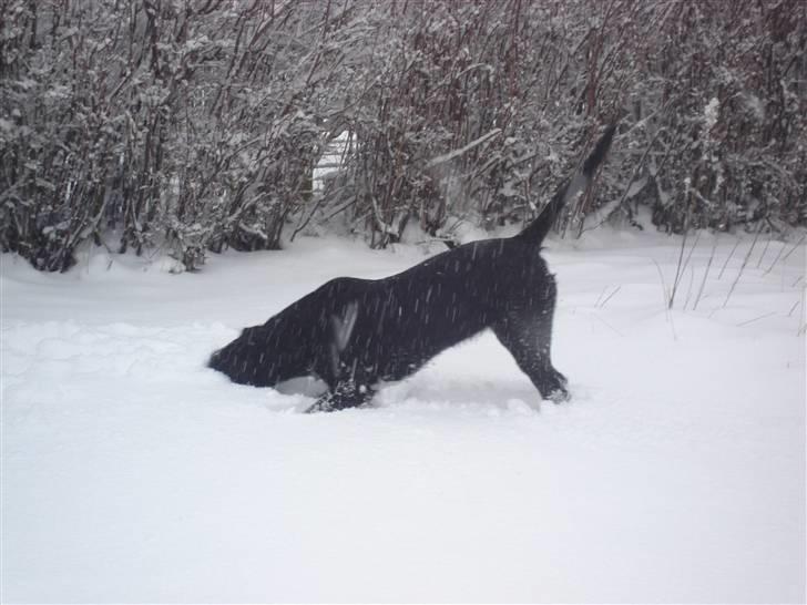 Blanding af racer Zoe - Jeg skal nok finde dig bold, du kan ikke gemme dig for mig ;) billede 17