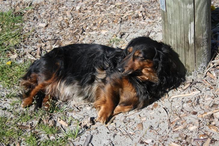 Gravhund Bellis - Bellis ligger og tager sol. =) billede 1