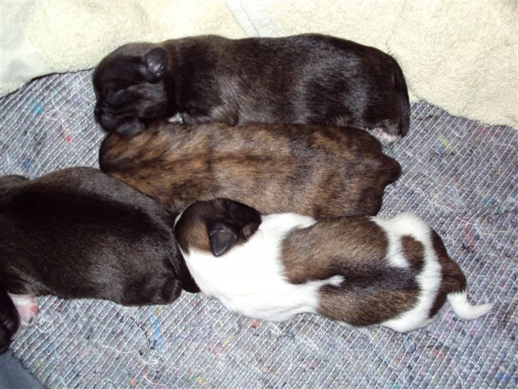 Lhasa apso Fiona R.i.P Fiona 28/09-2018 - Fiona´s hvalpe billede 19