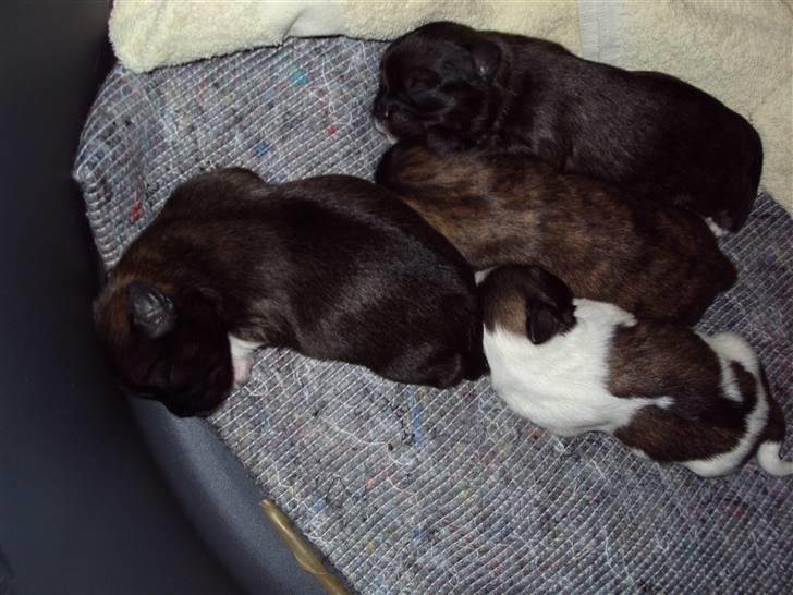 Lhasa apso Fiona R.i.P Fiona 28/09-2018 - Fiona´s hvalpe billede 20