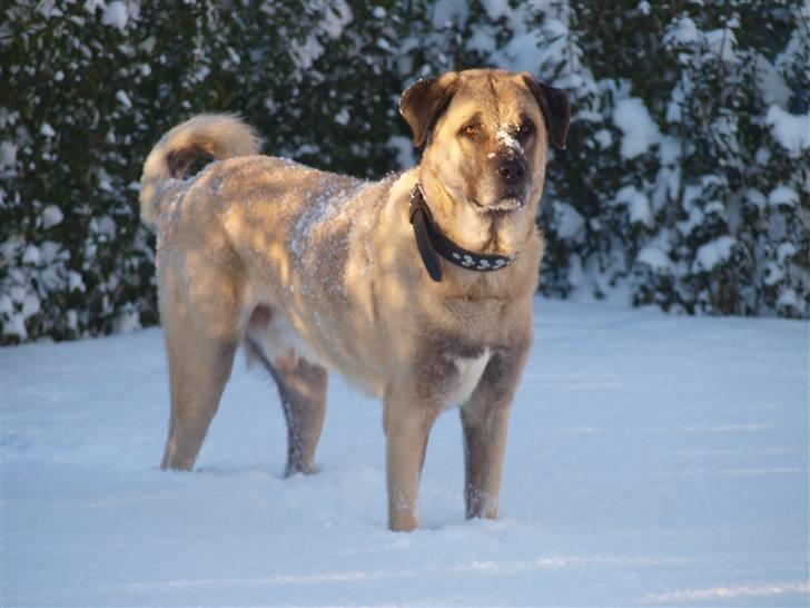 Kangal Sivas - Sivas i sneen.. December 2010 billede 1